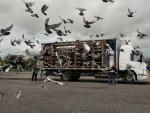 pigeons_cheltenham
