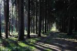 bohemian_forest2